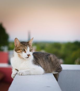 Adult tabby, mixed breed cat, resting on a high rooftop.
