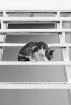 Cute, young tabby cat, sitting on the steps of a metal stairway.