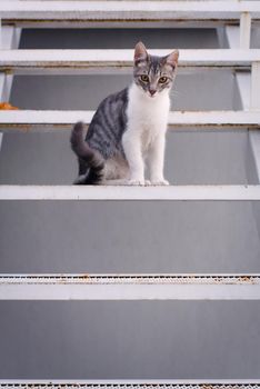 Cute, young tabby cat, sitting on the steps of a metal stairway.