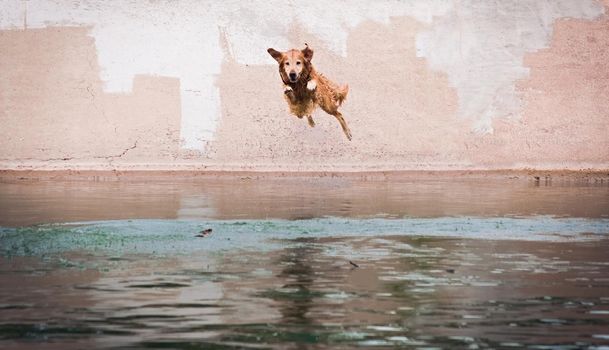 Happy labrador dog in mid-air jump into the water of a lake.