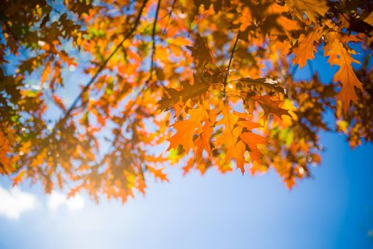 Autumn leaves with the blue sky background.