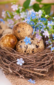 Quail eggs in a nest, forget-me-nots on a canvas