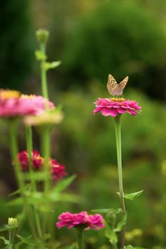 Closed up Butterfly on flower -Blur flower background