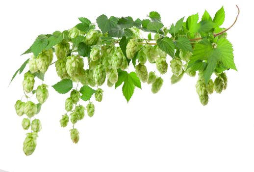 Fresh green hop branch, isolated on a white background. Hop cones for making beer and bread. Close up