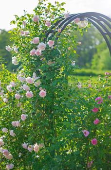 Rose flower bloom in roses garden on blurry roses background