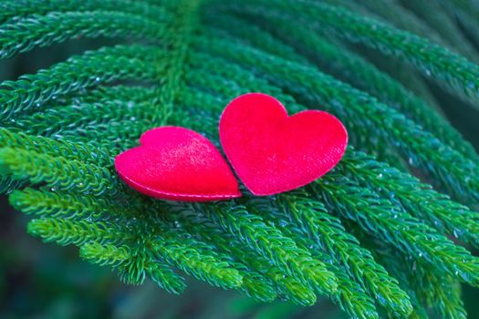 2 red hearts on a pine background Conveys the love between two people that refreshes the atmosphere