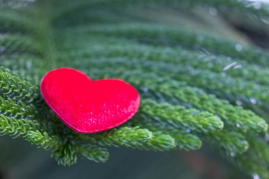 red hearts on a pine background Conveys the love between two people that refreshes the atmosphere around it.