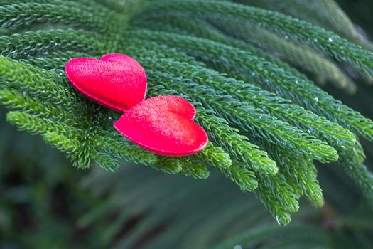 2 red hearts on a pine background Conveys the love between two people that refreshes the atmosphere around it.