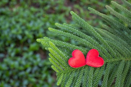 2 red hearts on a pine background Conveys the love between two people that refreshes the atmosphere around it.