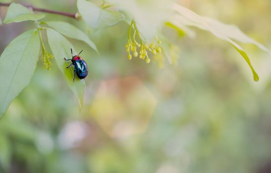 ladybug close-up with nature background, ladybug holding green leaf with legs.