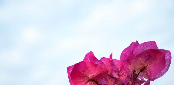 Pink flowers in the sky background