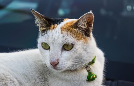 A white-gray cat with a green collar. The eyes are watching intently