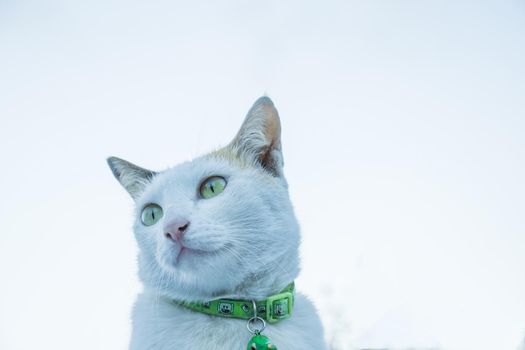 A white-gray cat with a green collar. The eyes are watching intently.  White Background