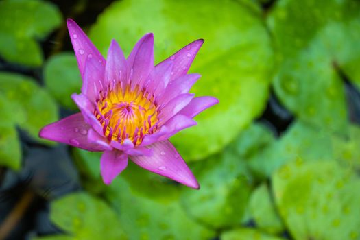 green symbol of elegance and grace with a beautiful pink lotus