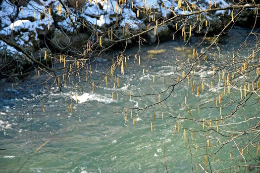 Hazelnut bloom in winter in Germany with little creek in the background