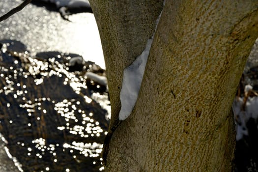 snow in a branch fork with sun reflexions of a creek