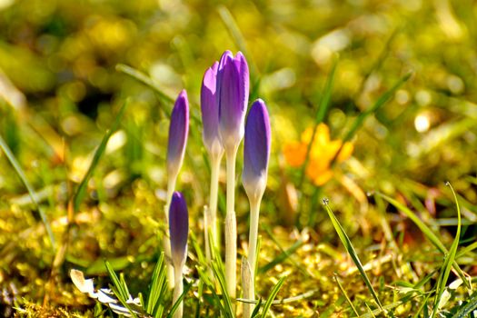 crocus in early spring in a German garden