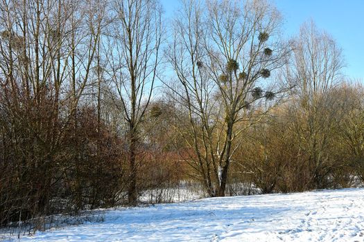 mistletoes in a tree in wintertime in Germany