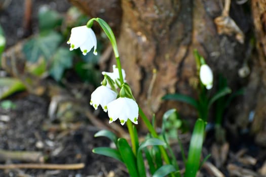 spring snowflake early spring flower in Germany