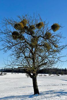 mistletoe in a fruit tree in wintertime with ripe berries