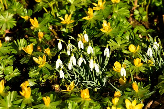 winter aconite and snowdrops in early spring in a German garden