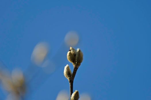 Willow blossom with a blue sky