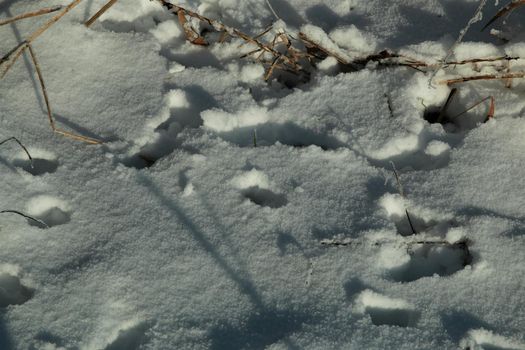 Close-up of animal tracks in the snow