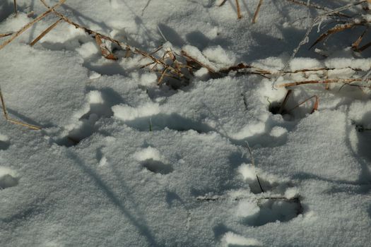 Close-up of animal tracks in the snow