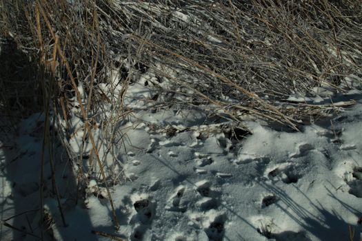 Close-up of animal tracks in the snow
