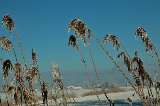 Close-up of animal tracks in the snow