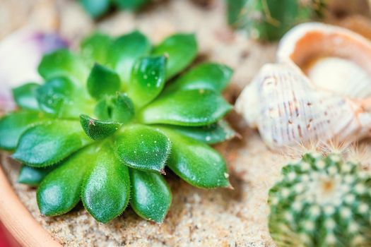 Evergreen succulent perennials and cactus in a decorative pot arrangement decorated with seashells and river sand, photographed with natural light.