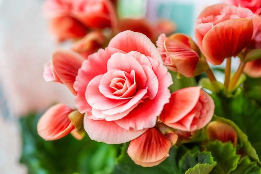 Close-up of pink begonia flowers showing their textures, patterns and details in a flower pot photographed with natural light.