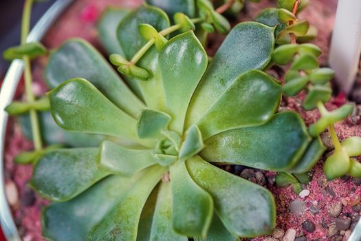 Close-up view of evergreen succulent with rosettes of colourful pink and green fleshy leaves photographed with natural light.