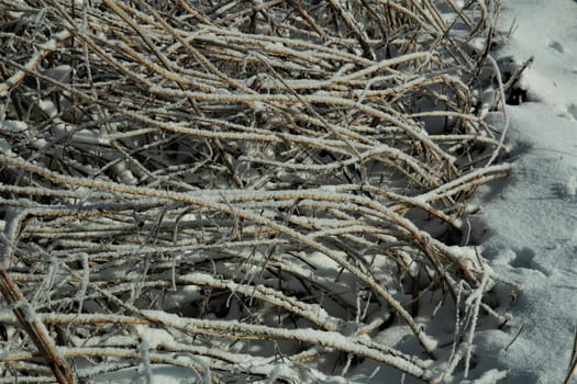 Frozen iced reeds on the ground as a closeup