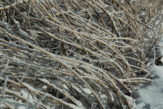 Frozen iced reeds on the ground as a closeup