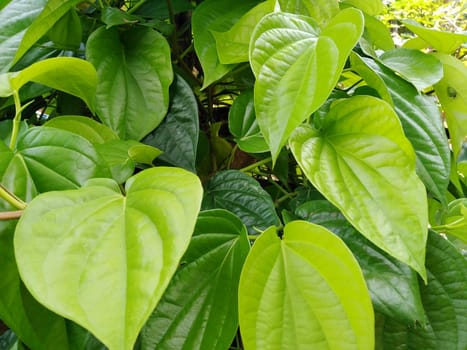 Tropical yellow betel leaves are planted in Thailand.Fresh betel leaves.;