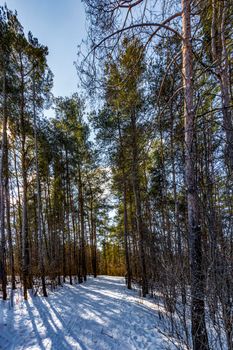 The morning Sun rose from behind the forest and illuminated the tops of the pines through which the rays made their way