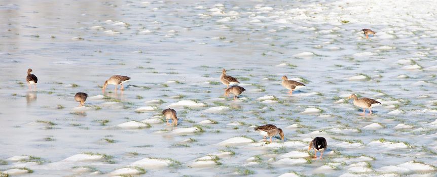gray geese in snow and ice on floodplanes of river rhine in the netherlands on sunny winter day