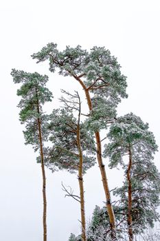 Pine trees on a winter day after a snowfall were covered with light snow, which has already begun to blow off the wind