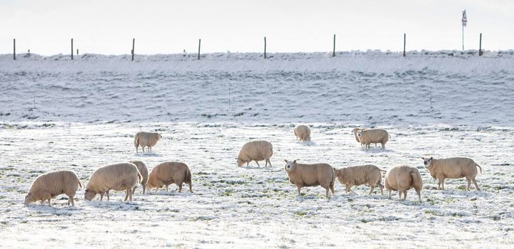 sheep graze in snow covered meadow near river dike in centre of the netherlands