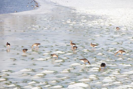 gray geese in snow and ice on floodplanes of river rhine in the netherlands on sunny winter day