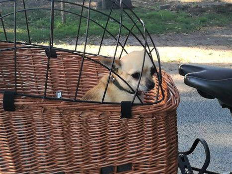 One little chiwawa dog in the bicycle basket