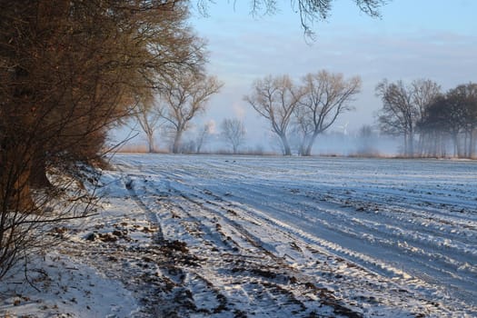 Snowy winter landscape with a field and trees on a foggy morning