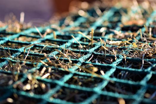 Close-up of hay under a green hay against a blurred background