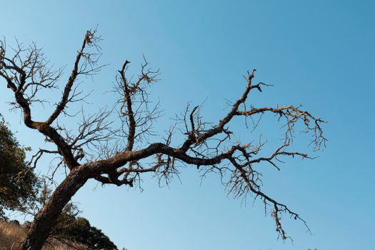 Still life contrasted with a blue sky, trees in southern Spain