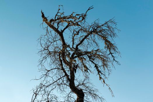 Still life contrasted with a blue sky, trees in southern Spain