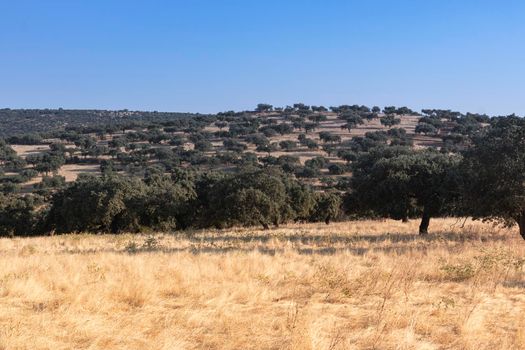 agricultural landscapes in southern Andalusia with a clear sky