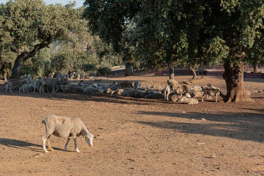 agricultural landscapes with sheep in the countryside in southern Andalusia with a clear sky in spain