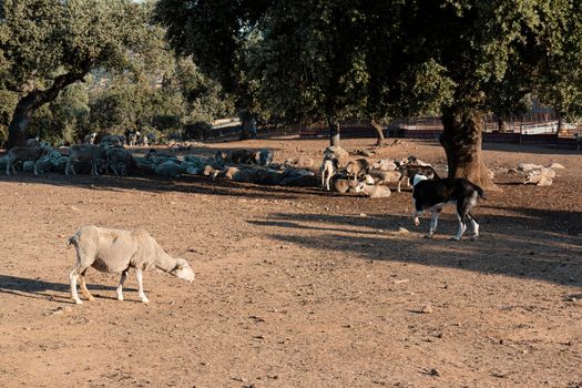 agricultural landscapes with sheep in the countryside in southern Andalusia with a clear sky in spain