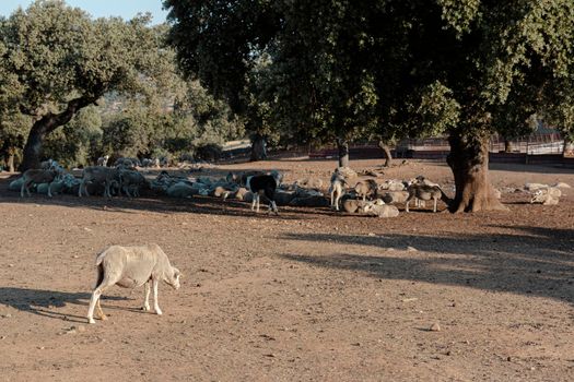 agricultural landscapes with sheep in the countryside in southern Andalusia with a clear sky in spain